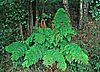 Königsfarn Naturschutz Osmunda regalis Naturpark Dahme-Heideseen