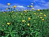 Foto der Trollblume