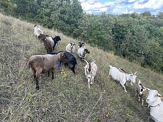 Landschaftspfleger bei der Arbeit, Foto: Carina Vogel, Lizenz: Carina Vogel