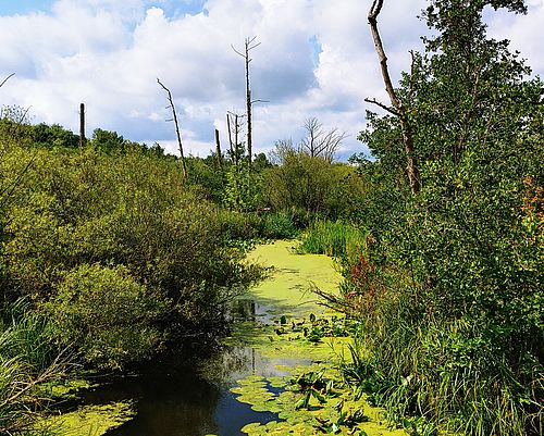 Foto: Joanna Laß, Lizenz: Stiftung Naturschutz Berlin