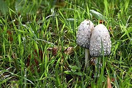 Foto: Barnim Panorama, Lizenz: Barnim Panorama