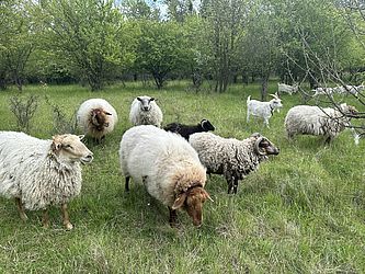 Landschaftspfleger bei der Arbeit, Foto: Carina Vogel, Lizenz: Carina Vogel